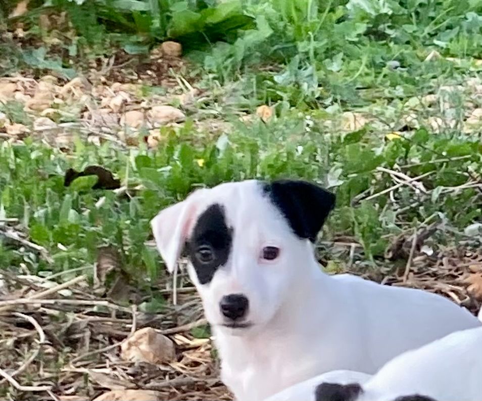 Domaine De La Croix De Pavie - Chiot disponible  - Jack Russell Terrier